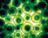 Zoom Hand-Held Microscope